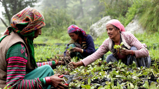Rural women harvesting leafy herbs