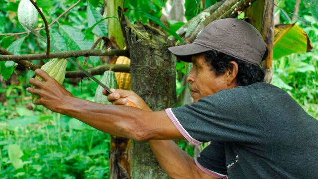Farmer harvesting a cocoa pod from a tree with a knife