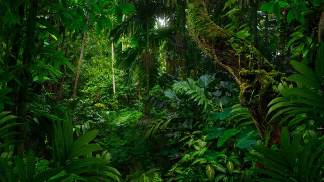 Tropical forest trees and foliage