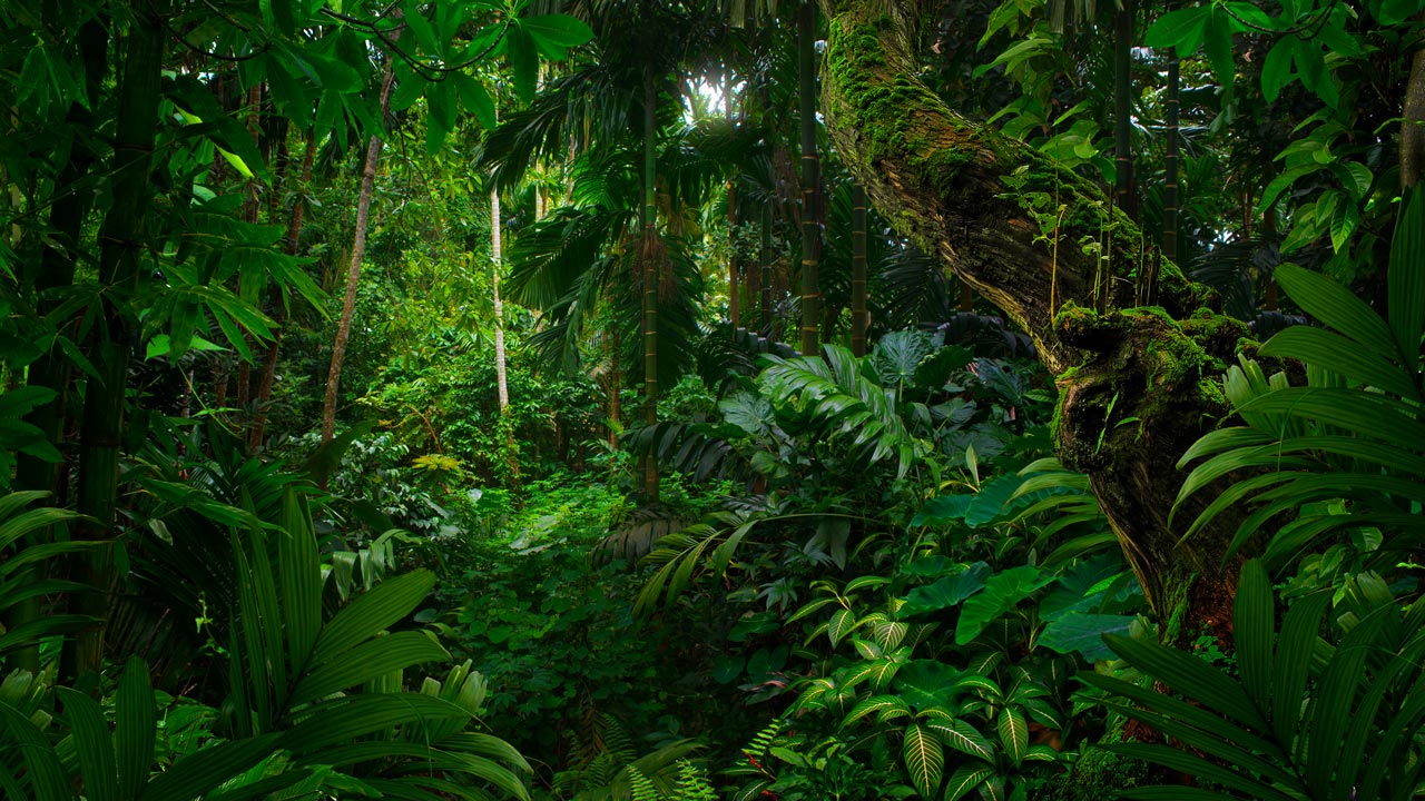 Tropical forest trees and foliage