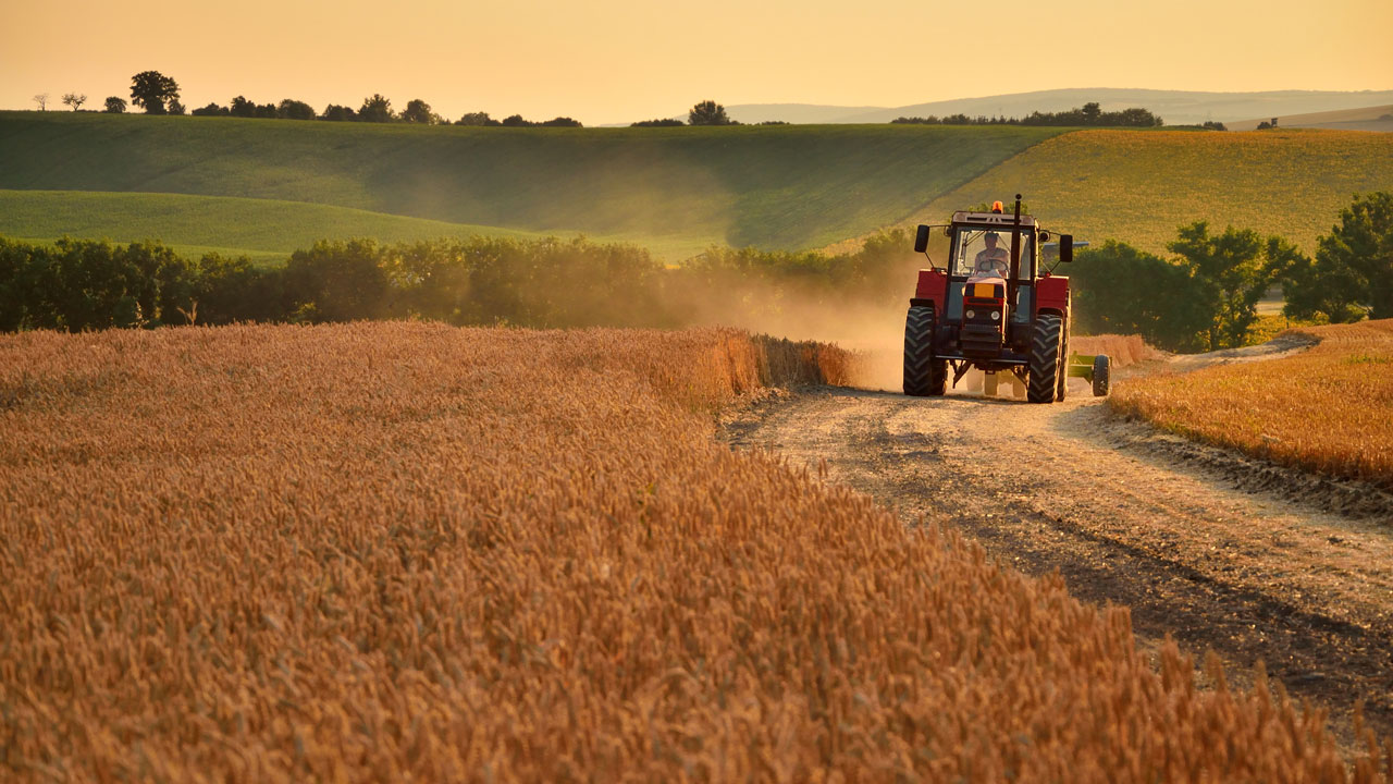 A person driving a tractor over a cleared dirt path through a golden field