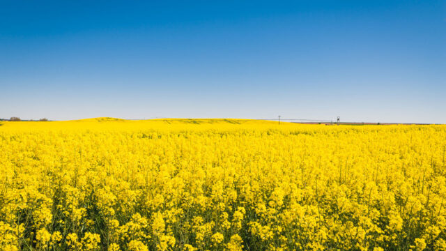A field of yellow flowers under a clear blue sky