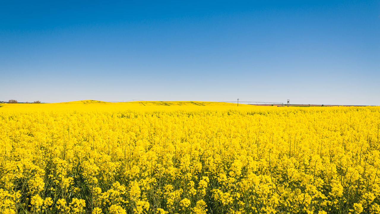 A field of yellow flowers under a clear blue sky