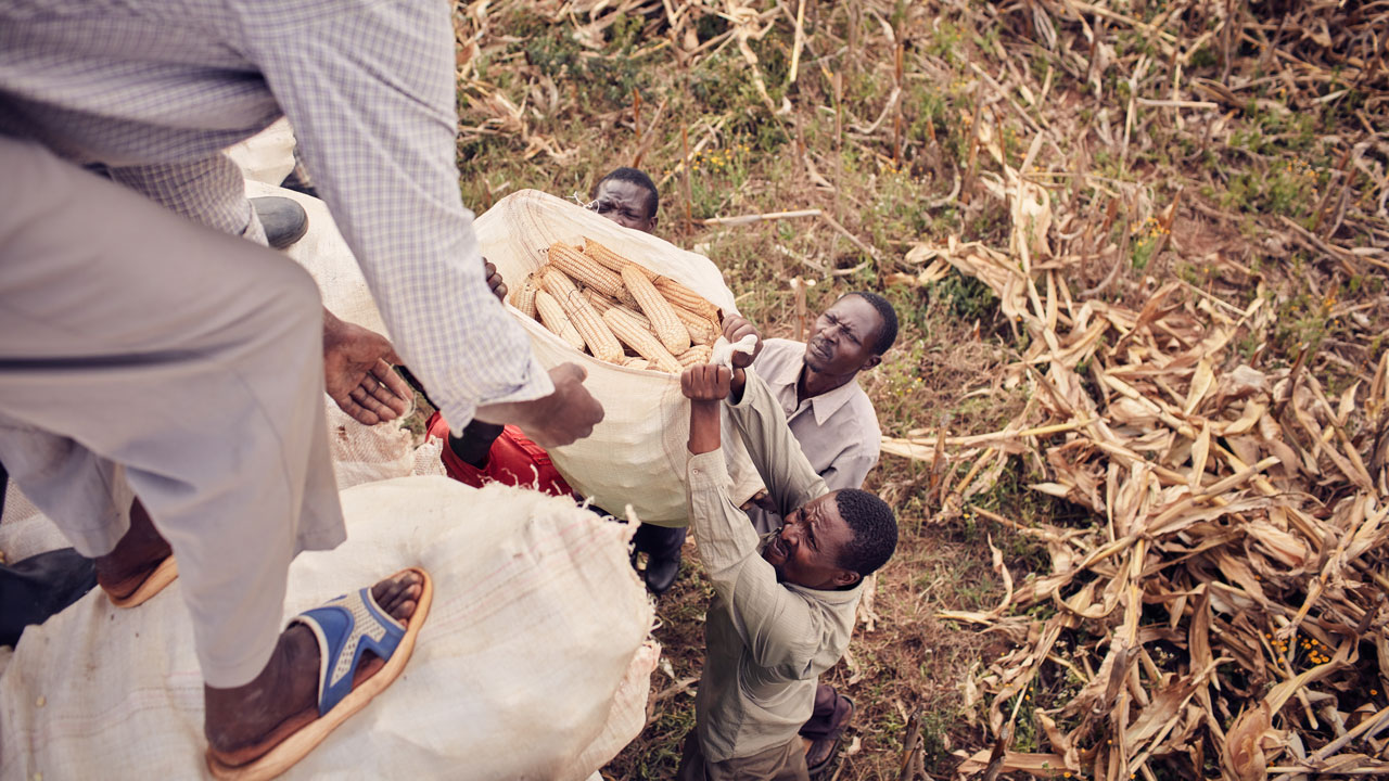 Agricultural workers passing a sack of corn up to another worker standing atop a pile of sacks