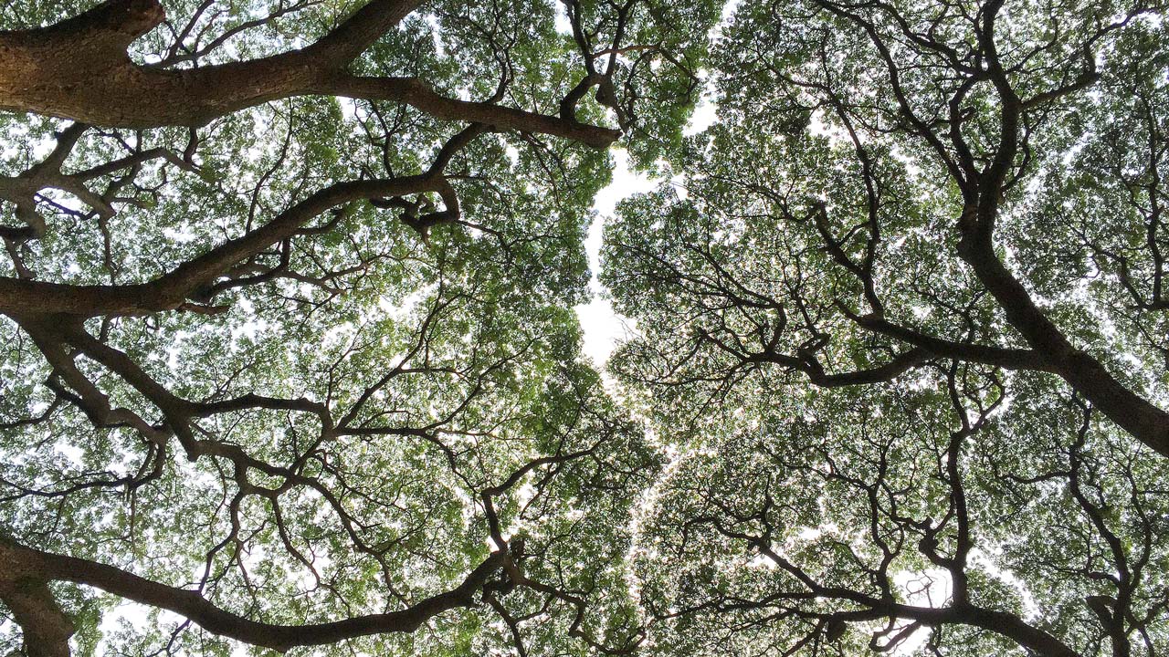 Ant’s eye view of a thin canopy of big trees