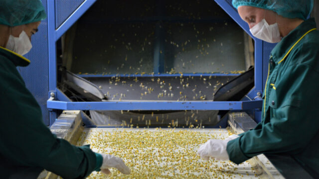 Two factory workers wearing face masks sorting through grain falling from a chute to a conveyor belt