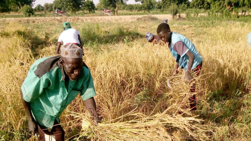 Two men harvest rice in a field, surrounded by tall golden stalks and green trees in the background