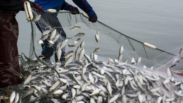 Two fishers pulling up a fishing net full of fish