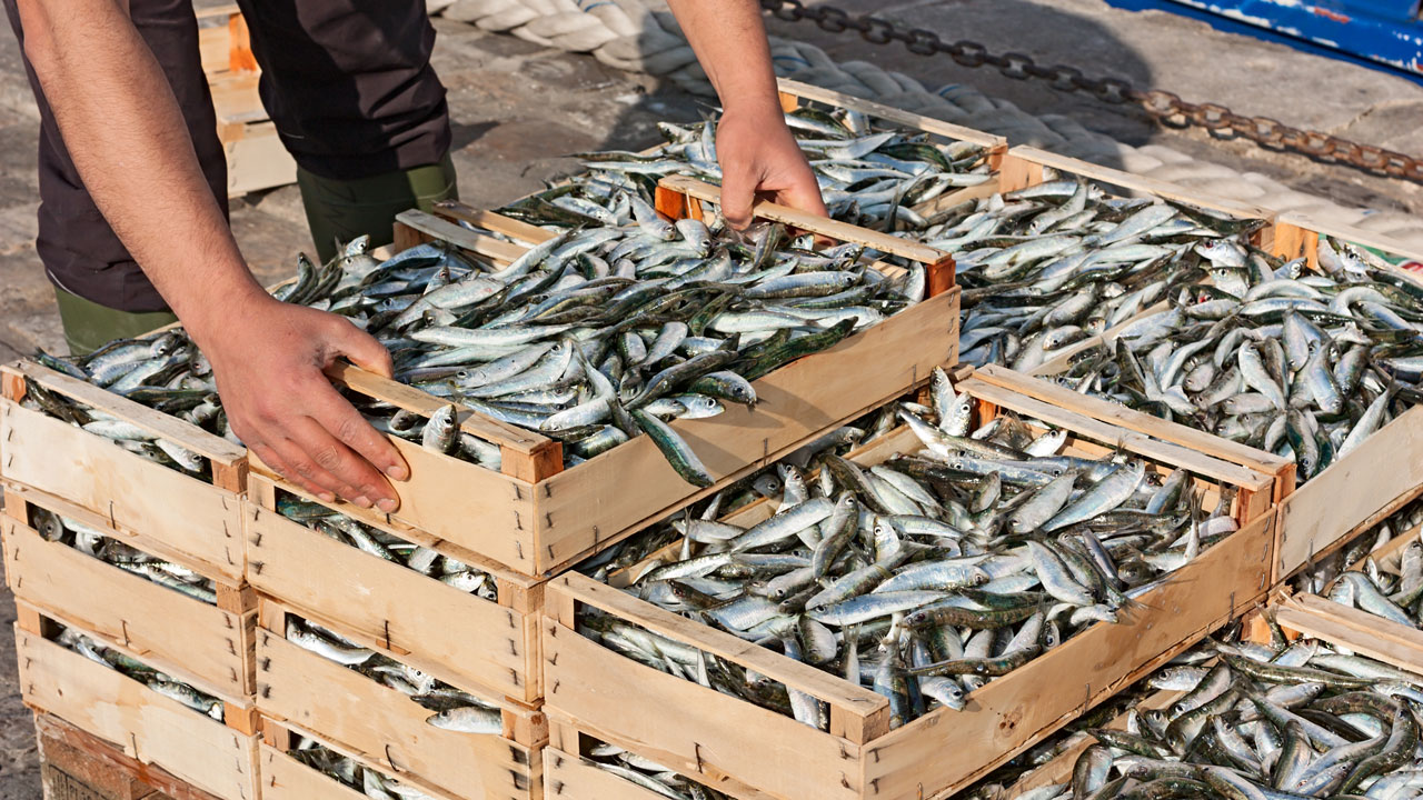 Shipping handler stacking crates of fish