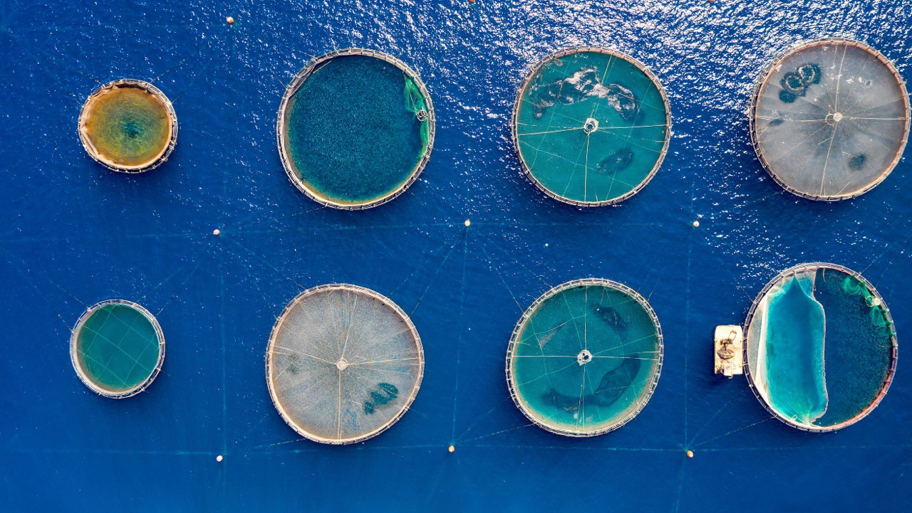 Aerial view of aquaculture pens on the ocean