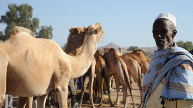 A man standing next to a group of camels