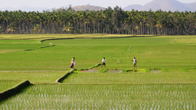 Three people walking along a grassy plain bordered in the distance by a palm tree forest