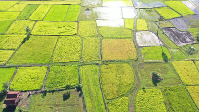 Aerial view of multiple rice fields with irrigation canals