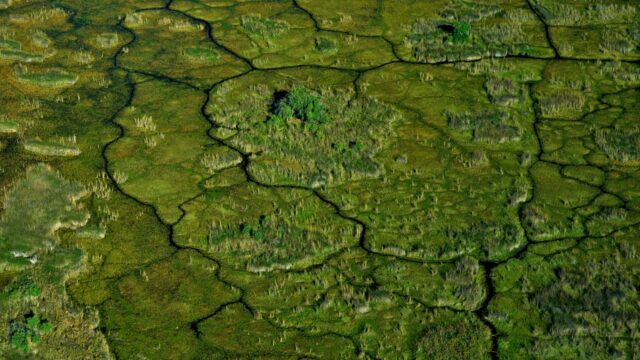 Aerial view of the Okavango River basin rivers etching blue lines through a wide green landscape