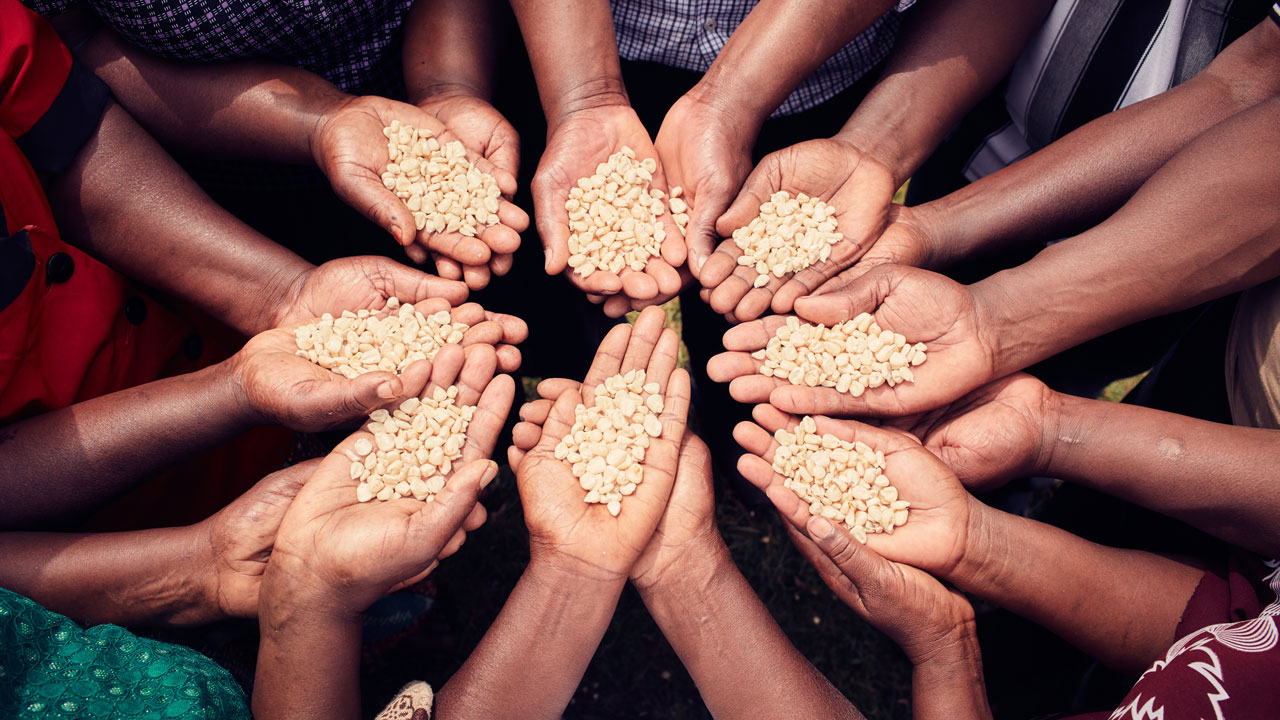 A circle of people’s open palms holding handfuls of split grain