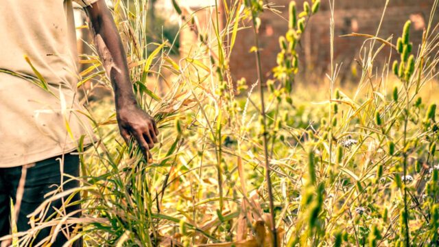 Arm of an agricultural worker carrying a bundle of grain grass through a grassy field
