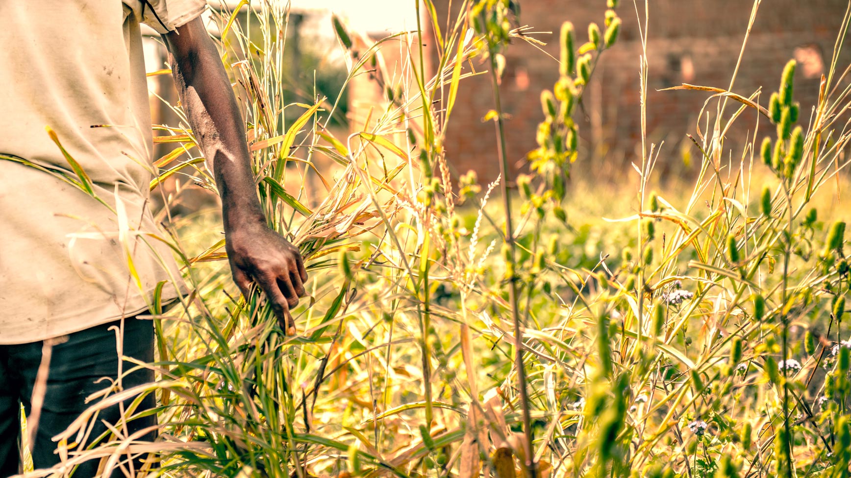 A farmer standing in a crop field