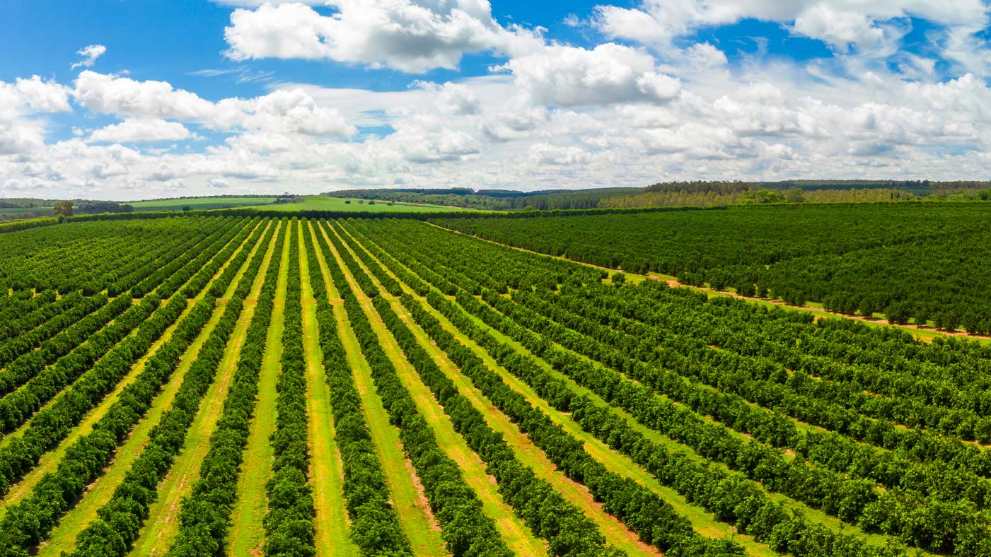 Aerial views over top of rows of orange trees in plantation