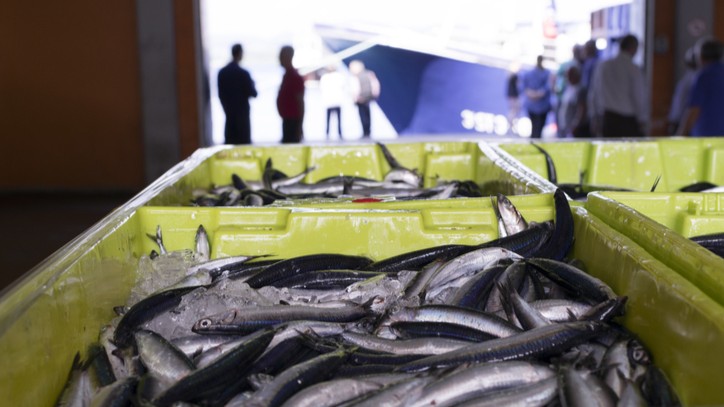 Fish in yellow crates at the commercial dock